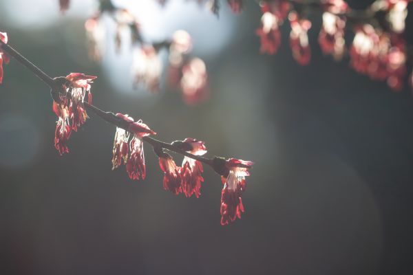 摄影,弹簧,晚,红,光,颜色