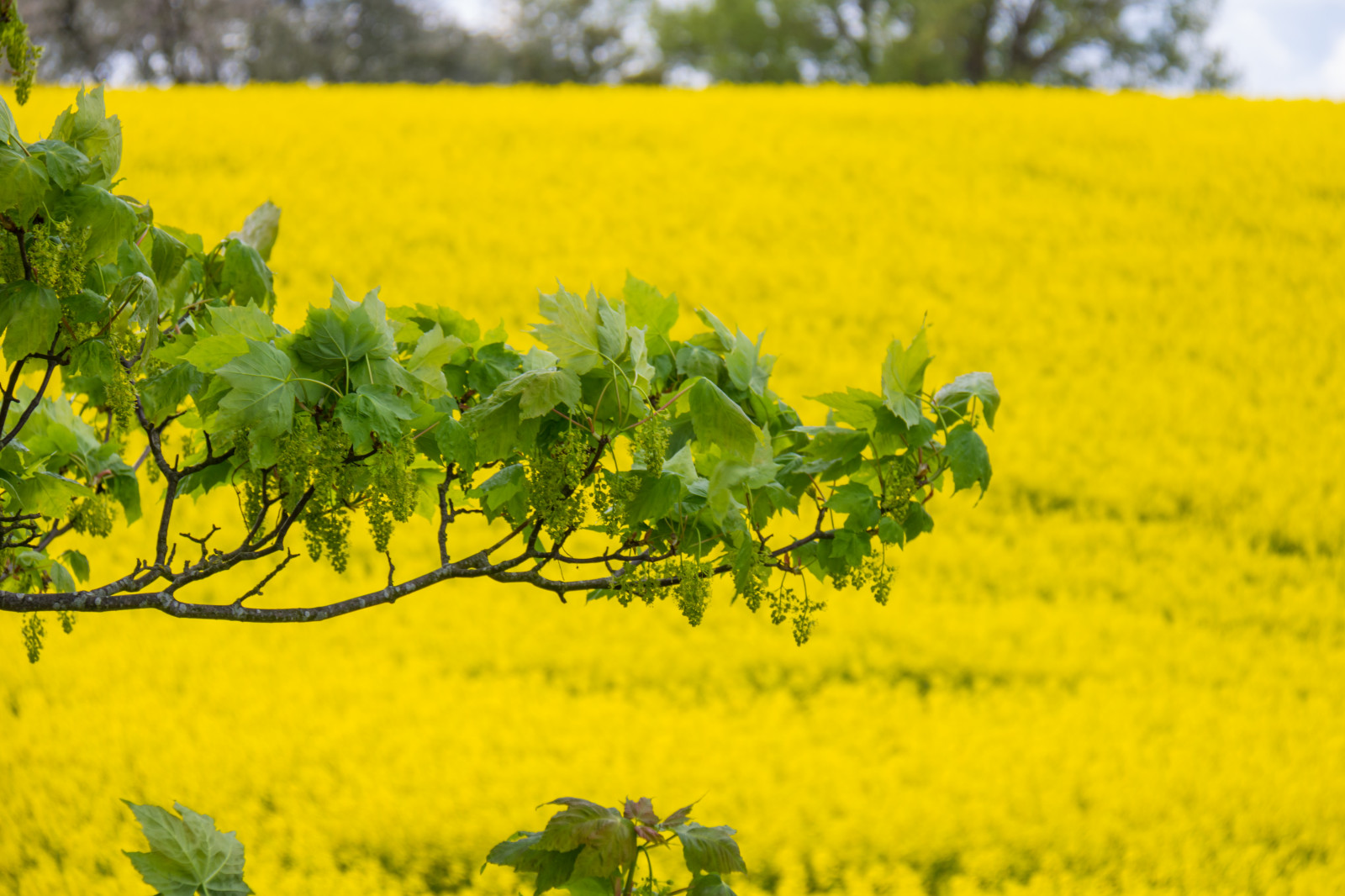 Wallpaper : landscape, food, field, yellow, Rapeseed, flower ...
