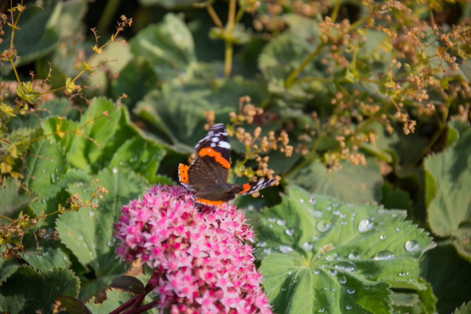 zahrada, Příroda, motýl, hmyz, Volně žijících živočichů, podzim, list, květ, flóra, Blomma, Malmo, fj ril, exif modelu canoneos760d, geocountry, Kamera aby kánon, geocity, Model fotoaparátu canoneos760d, geostate, geolocation, EXIF čočka efs18200mmf3556is, exif focallength 200mm, exif aby kánon, EXIF isospeed 100, EXIF otvor 63, katrinetorp, insekt, fauna, divoká rostlina, botanika, makro fotografie, bezobratlý, můry a motýli