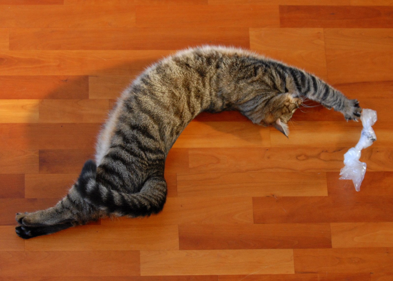 gatto, coda, legna, tigre, Nikon, pelliccia, barba, Animali, animale domestico, Gattino, animale, gatti, pavimento, fauna, d200, gatto come mammifero, pavimentazione, di piccole e medie dimensioni gatti, carnivoran, tabby cat, gatto a pelo corto domestico, soriano, shorthair europeo, pixie bob, bestofcats, CC100, Toyger, 101210, dragon li, california spangled