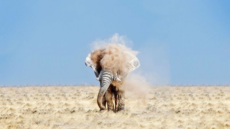 paisaje,naturaleza,arena,campo,fauna silvestre,Desierto