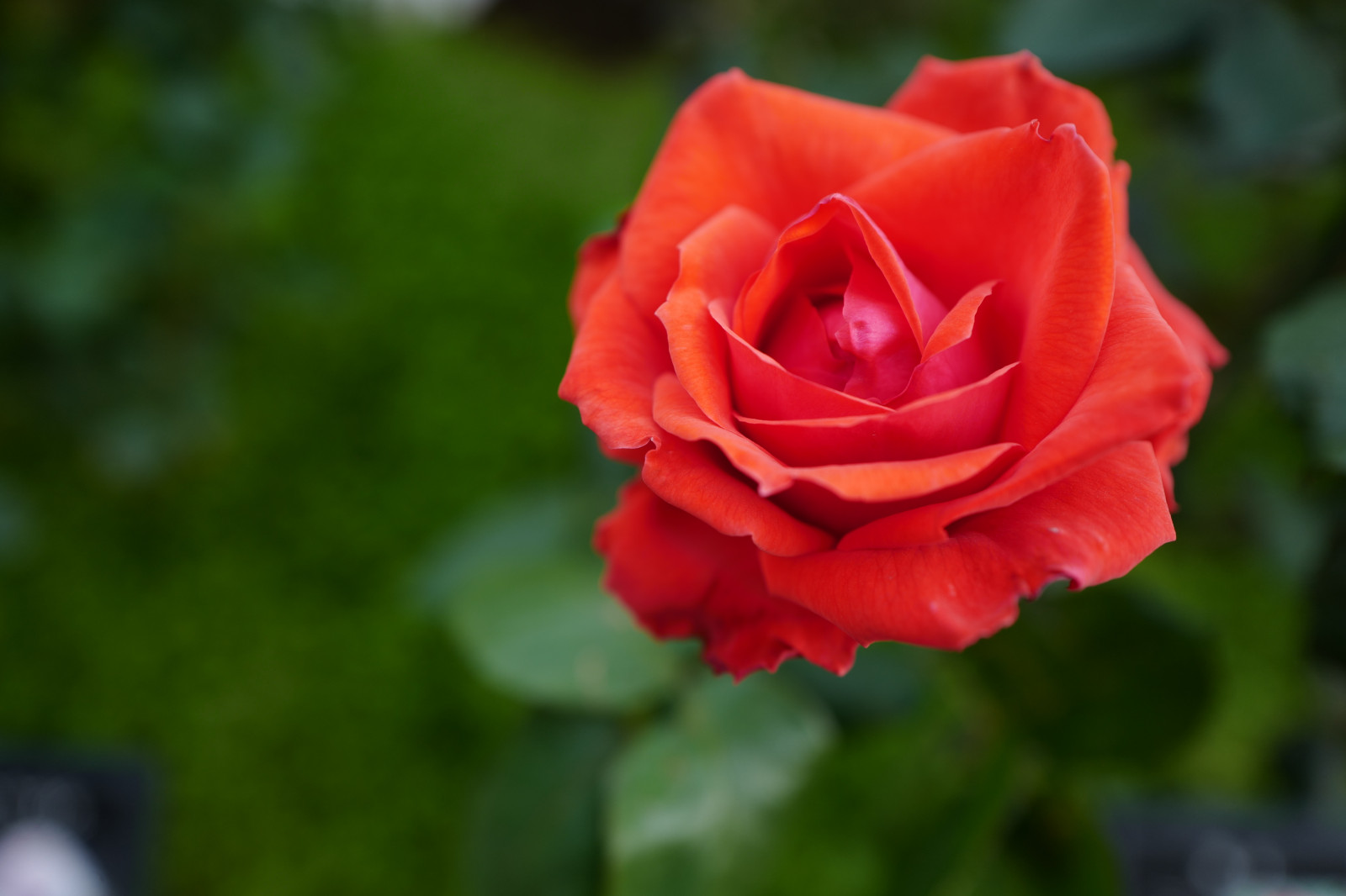 Wallpaper Japan, red, Leica, Tokyo, Jp, flower, flora, petal, komagome, summilux, leicaq
