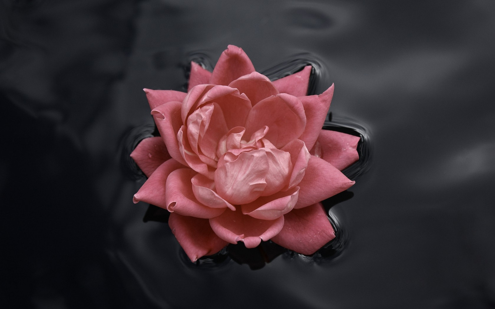 monocromo, fiori, rosso, fotografia, rosa, fiorire, rosa, fiore, pianta, flora, petalo, bianco e nero, fotografia in bianco e nero, impianto di terra, pianta fiorita, avvicinamento, fotografia macro, rose da giardino, famiglia di rosa, ordine di rosa