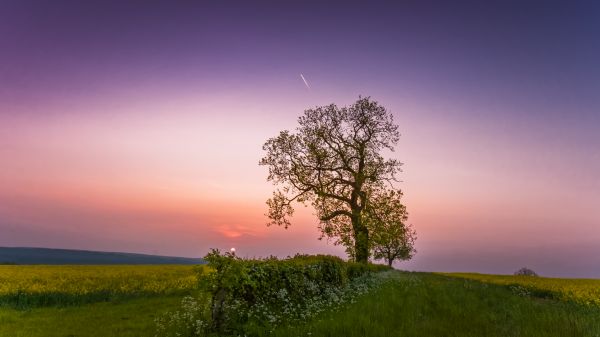 sunlight, trees, landscape, forest, sunset, 500px