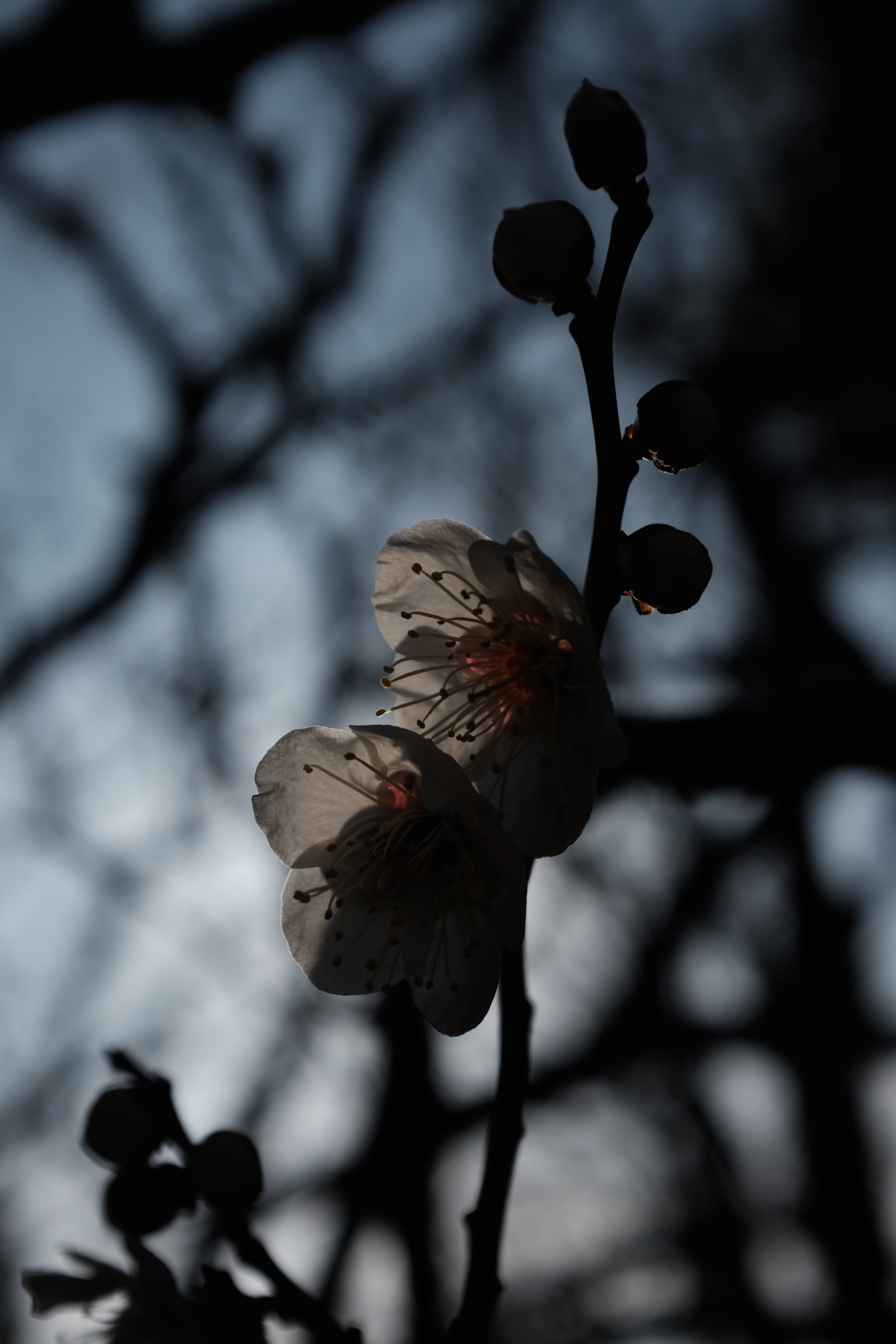 ญี่ปุ่น, ดำ, ขาวดำ, ธรรมชาติ, หิมะ, การถ่ายภาพ, สาขา, เบ่งบาน, ฤดูใบไม้ผลิ, โตเกียว, fujifilm, ต้นไม้, ฤดูใบไม้ร่วง, ใบไม้, ดอกไม้, ปลูก, อุม, พืช, ความมืด, กลีบดอก, ฟูจินอน, ikegamibaien, ikegami, japaneseapricot, classicchrome, x, x100, x100t, ดำและขาว, ถ่ายภาพขาวดำ, พฤกษศาสตร์, ใกล้ชิด, การถ่ายภาพมาโคร, ต้นกำเนิด