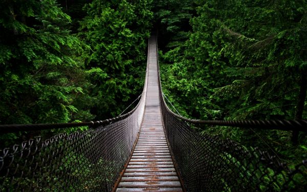 nature,trees,forest,bridge,North