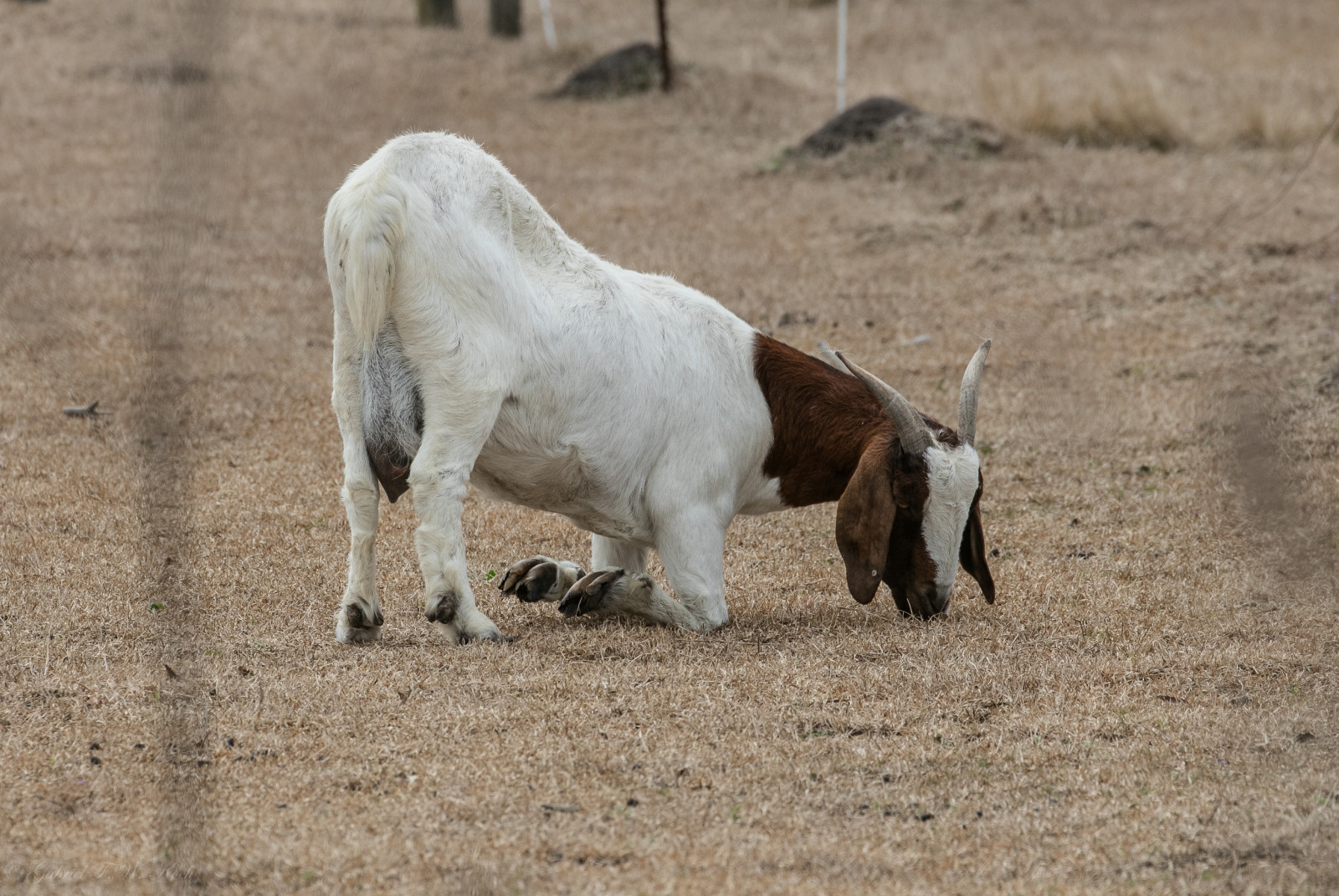 kůň, pole, klečící, Volně žijících živočichů, Kánon, jíst, kozy, ovce, vemeno, zvíře, zoom, teleobjektiv, venkovní, dof, mimo, ženský, pastvina, koza, stádo, kobyla, eos, fauna, savec, roh, ovce, obratlovců, dobytek, jako je savec, kráva koza rodina, kůň jako savci, mustang kůň, pastvisko, kopyta, kozí sýr