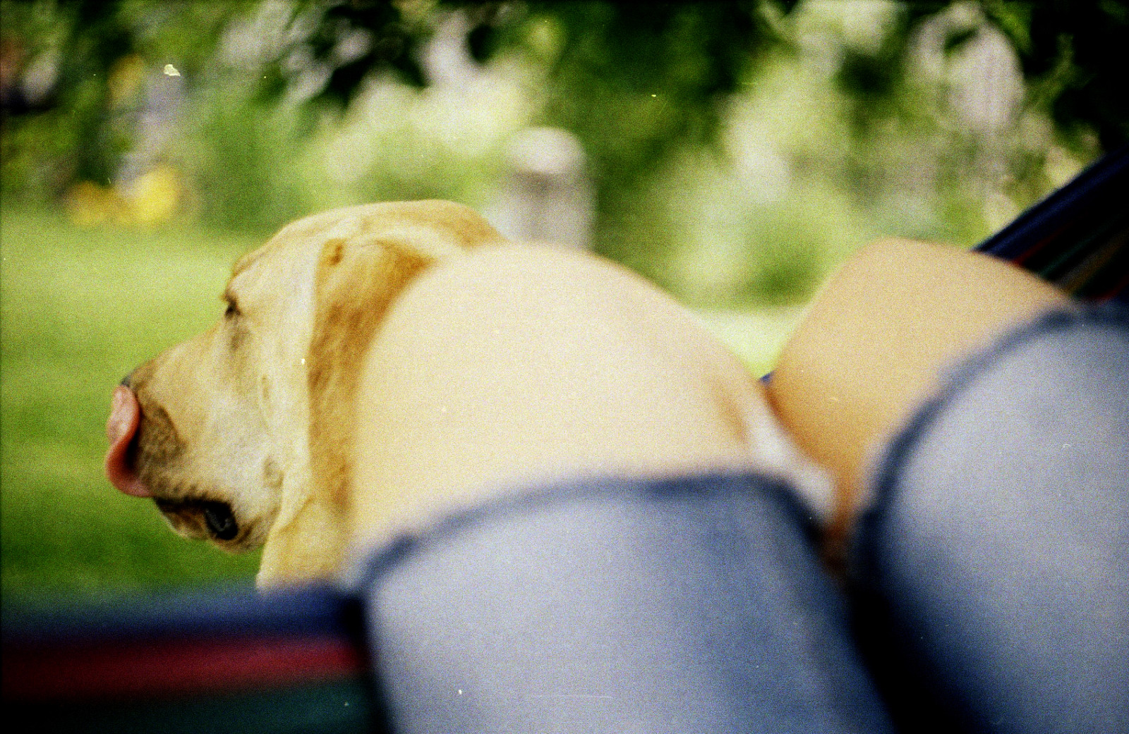 šortky, džíny, zelená, Pes, bokeh, kůže, Eva, barva, strom, 50mm, f18, dof, ruka, mě, analogový, noha, carlzeiss, film, houpací sít, listy, savec, ISO200, sLR, vintageanalogue, thelittledoglaughed, zblízka, interakce, Praktica, kodakgold200, mariczka, dacha, moje kolena, praktical, lawnstories