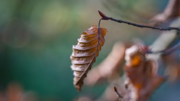 colorful, garden, nature, winter, lights, old