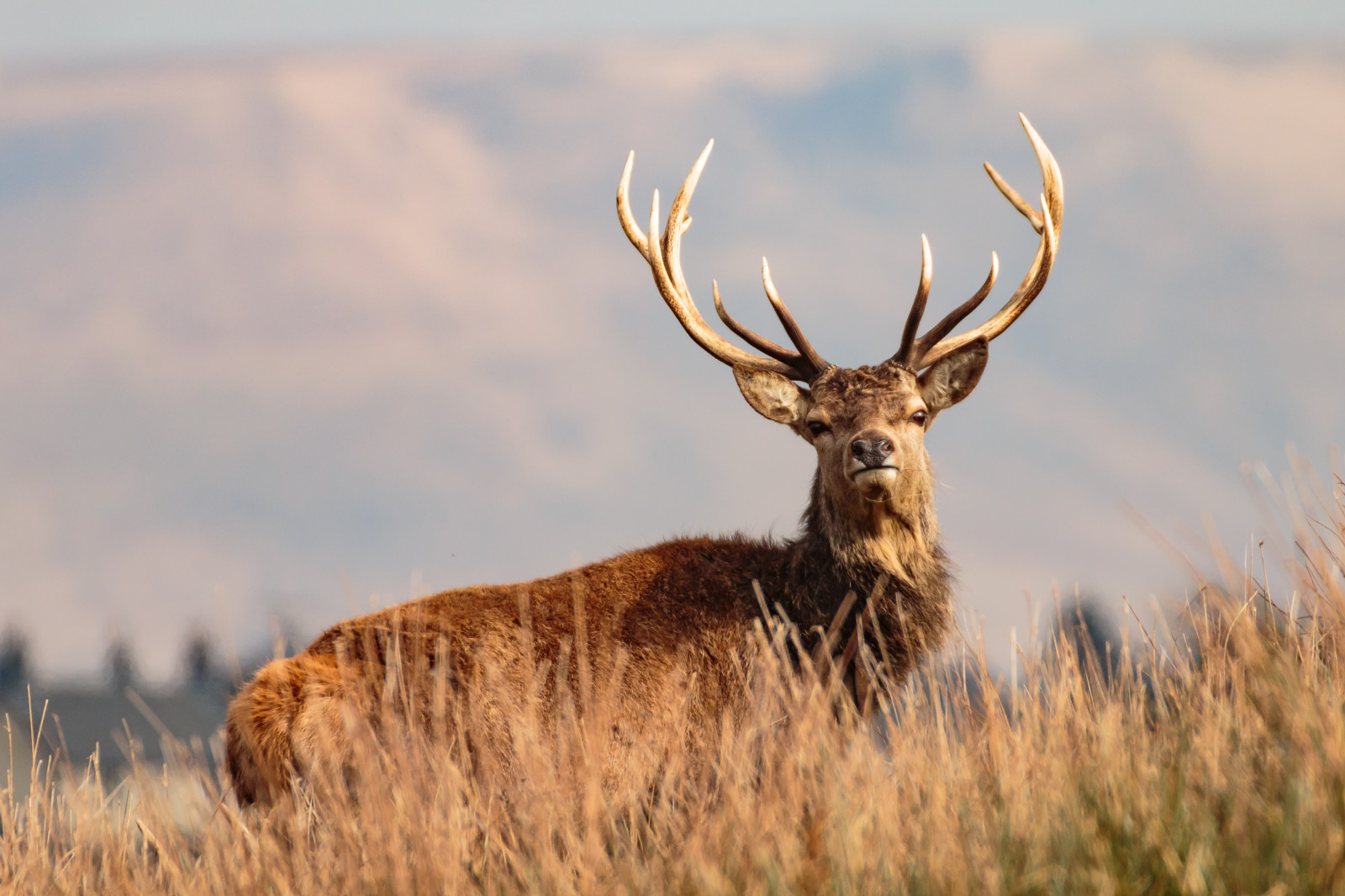 70d, Kánon, oči, oko, hodinky, tráva, nationaltrust, lymepark, Jelen, divoký, Volně žijících živočichů, Červené, savec, jelen, lymská, park, sigma, 50500 mm, bigma, srst, paroh