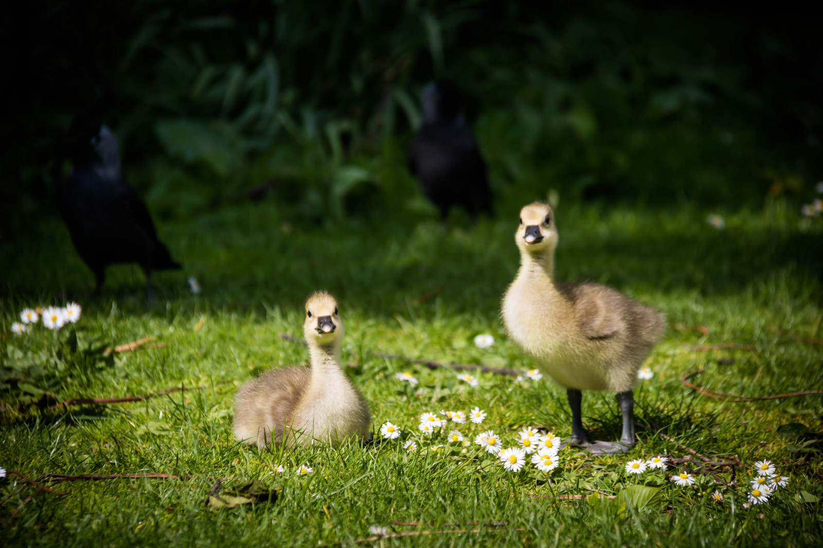 Příroda, tráva, Volně žijících živočichů, kachna, husa, televize, zobák, Grágás, plyn, dva, pták, Malmo, slottstr dg rden, exif modelu canoneos760d, Kamera aby kánon, Model fotoaparátu canoneos760d, geolocation, EXIF čočka efs18200mmf3556is, exif focallength 200mm, exif aby kánon, EXIF isospeed 100, EXIF otvor 63, goosling, publicgarden, greylaggoose, fauna, vodní ptáci, obratlovců, vodní pták, kachen, hus a labutě
