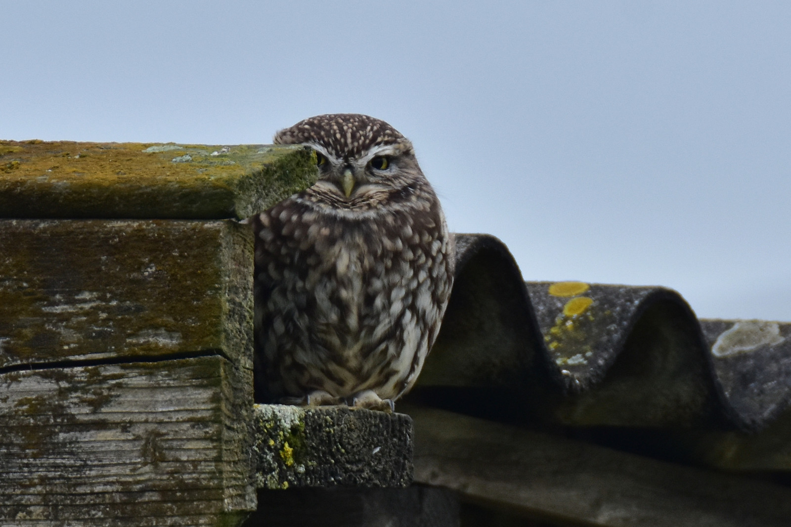 natura, cielo, natura, uccello rapace, gufo, becco, all'aperto, uccello, piccolo, natur, NGC, Vogel, fauna, athene, Eule, steinkauz, noctua, Colafkerber
