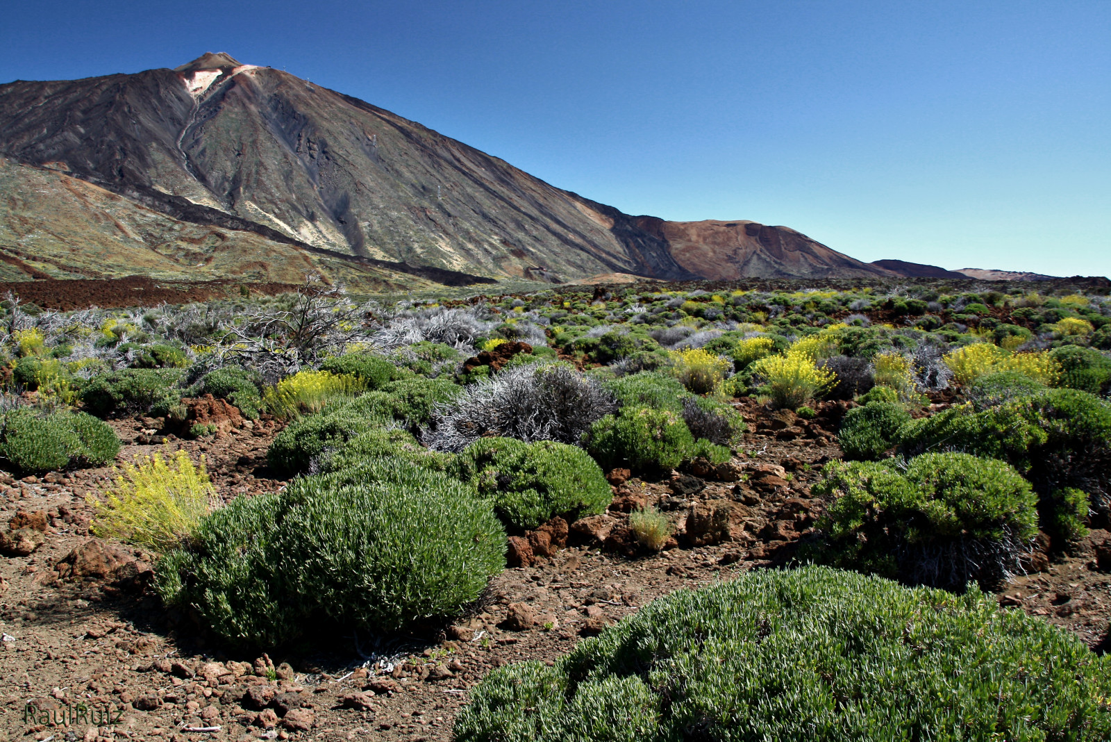 láva, Tenerife, Teide, Gigante, islascanarias, volcan, Cono, parquenacional, Ca adasdelteide, Endemismo, Koronaforestal