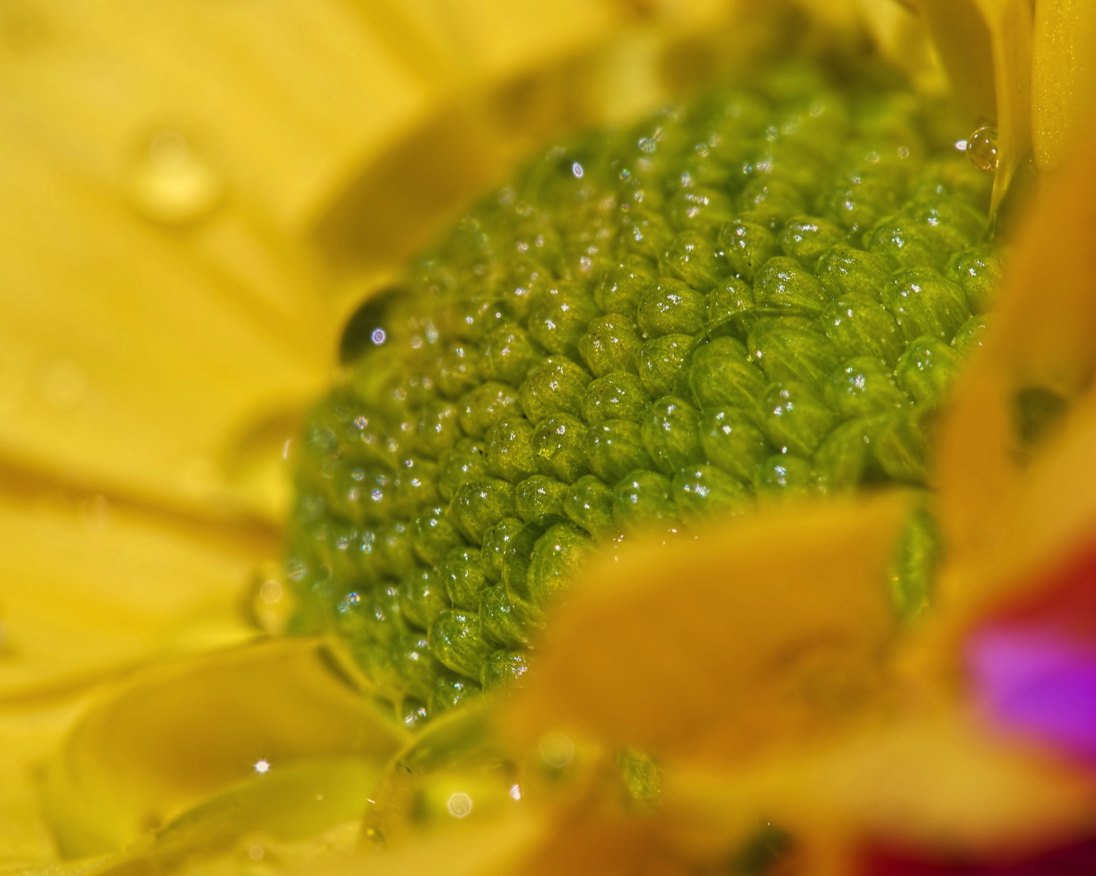 jídlo, voda, Příroda, fotografování, makro, zelená, žlutý, pyl, Olympus, list, květ, záře, rostlina, kapičky, detail, kapička, okvětní lístek, Topas, olympuspen, vyrobit, suchozemská rostlina, kvetoucí rostlina, zblízka, makro fotografie, topazglow, olympus60mmf28, olympuspenep5