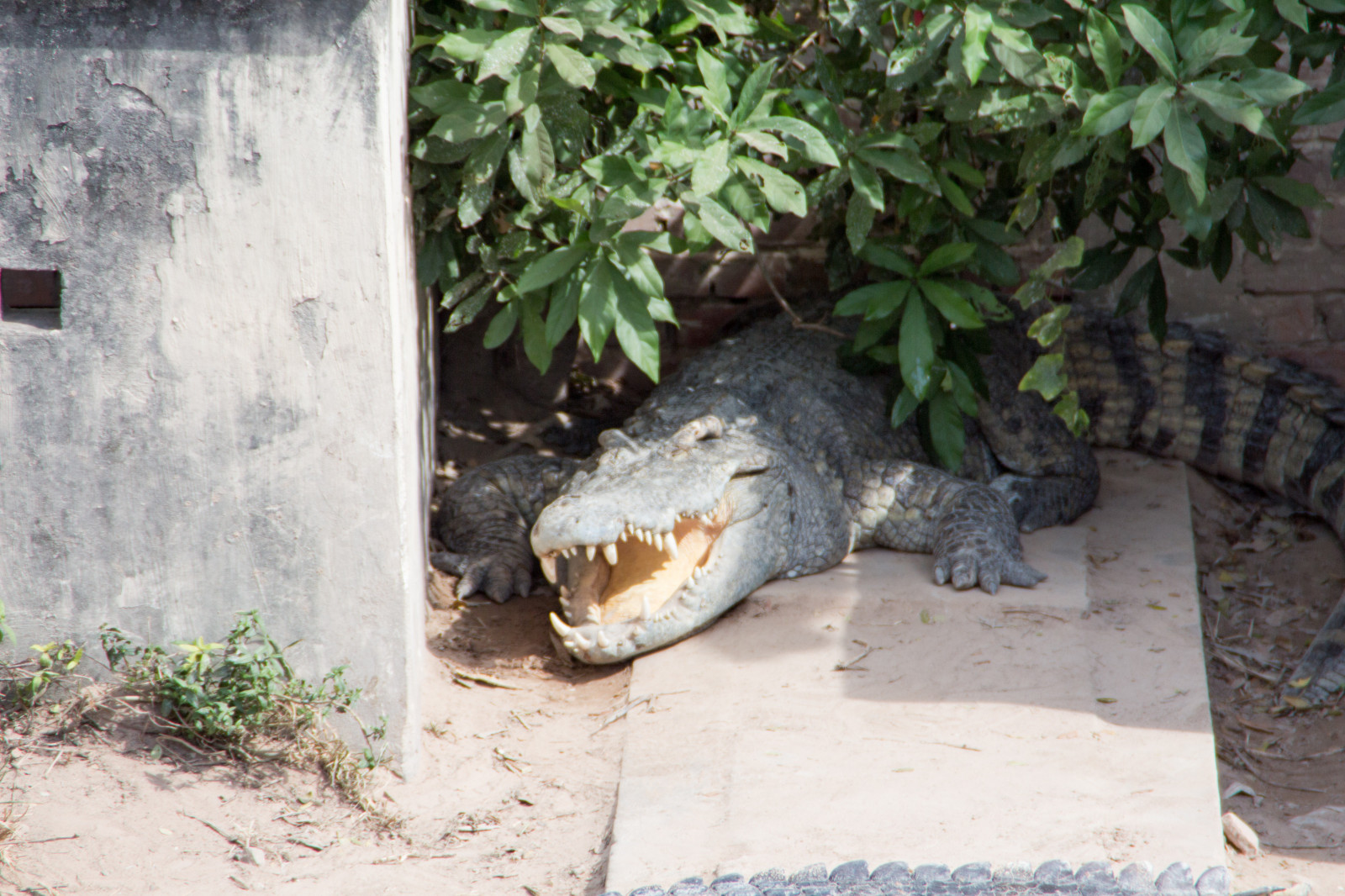Cambodja, dyreliv, leguan, Zoo, krybdyr, krokodiller, krybdyr, krokodille, fauna, hvirveldyr, crocodilia