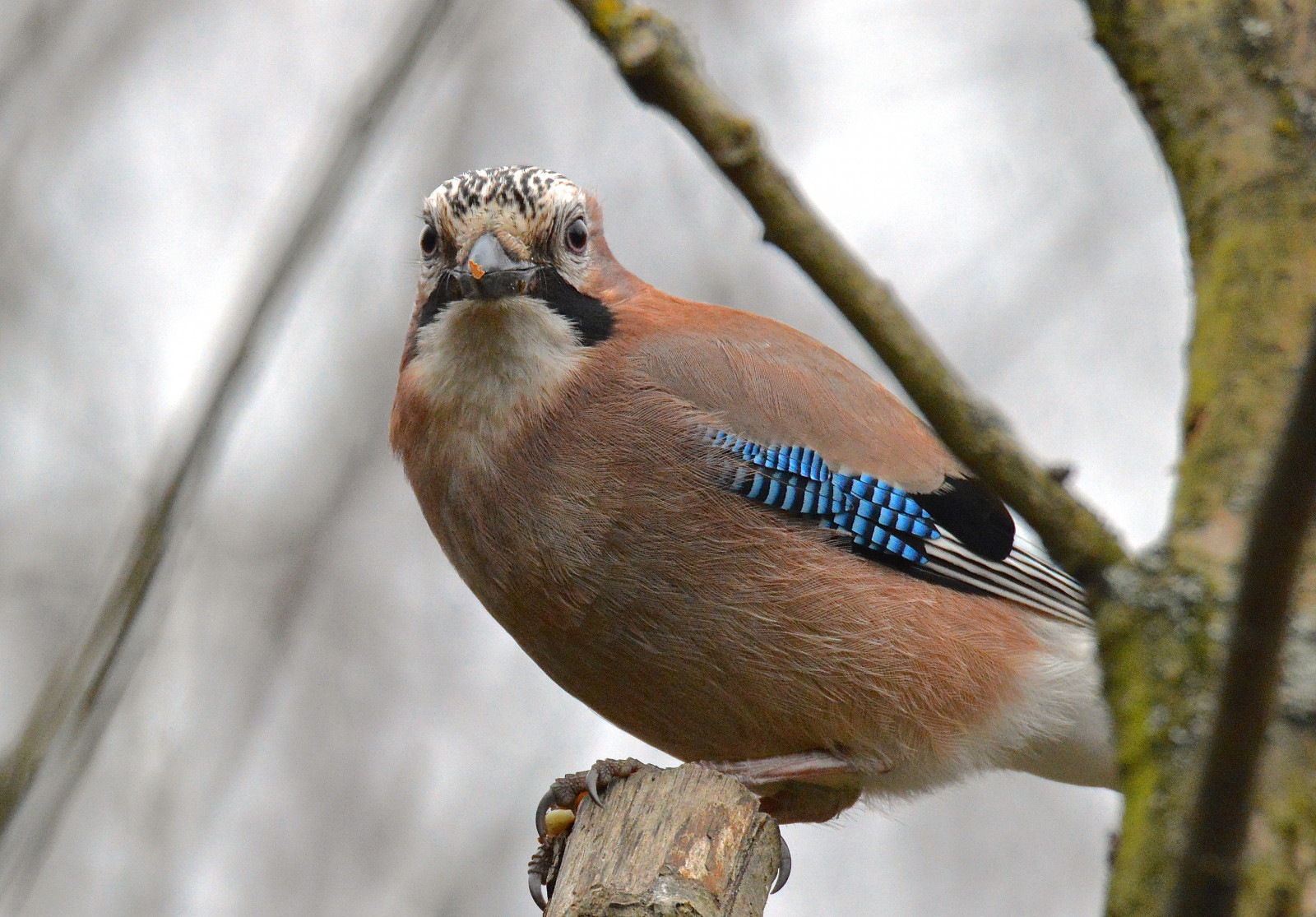 pták, fauna, zobák, Sojka, Pírko, prohlížení pták, pěnkava, Volně žijících živočichů, strom, Pěvec