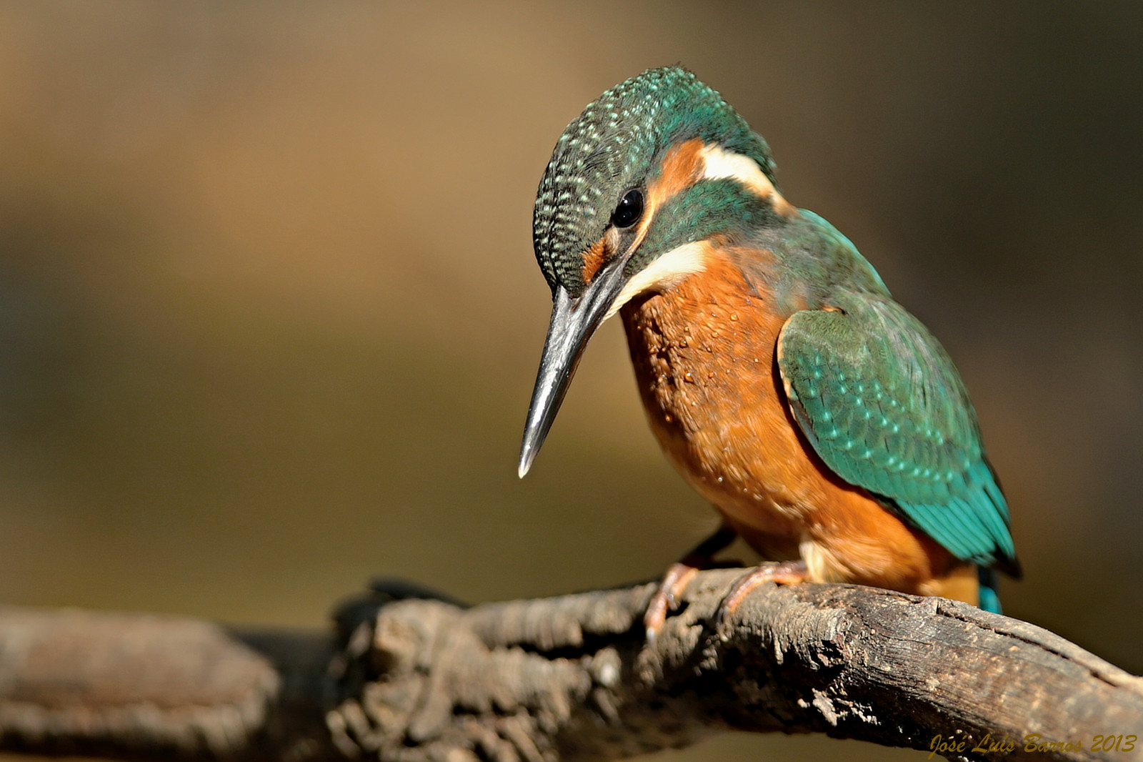 ptactvo, zvěř, Příroda, křídla, peří, Volně žijících živočichů, zobák, Portugalsko, fullframe, pták, pozorování ptáků, křídlo, natureza, fauna, ptáček, Aves, ptáčník, vidaselvagem, influenza, prohlížení pták, obratlovců, zblízka, makro fotografie, CORACIIFORMES, alcedoatthis, ornitologie, ornitologie, avifauna, animais, birdphotographer, canoneos1dx, avesemliberdade, birdsinfreedom, canonef400mmf28lisiiusm, josbar, jos lu sbarros, birdphotographing, nocaptivitybirds, freebirds, faunaportuguesa, faunaib rica, ornitologia, vidaanimal, Penas, portuguesebirds, birdsinportugal, avesemportugal, avesdeportugal, asas, observa odeaves, fotografiadeaves, fotografiadenatureza, naturephotographing, observadordeaves, fot grafodenatureza, naturephotographer, dodo, ornit filo, birdinginthewild, avianphotography, biodiversidade, commonkingfisher, guardarios, Beja, FOT gradodeaves