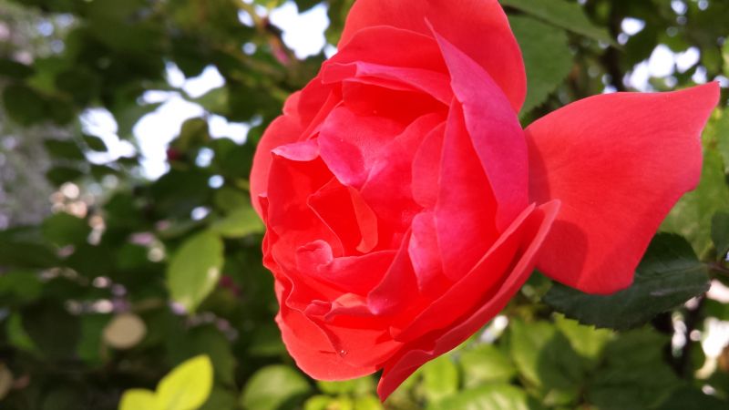 fleurs, la nature, rouge, Rose, feuille, Macro fleurs, la nature, rouge, Rose, feuille, Macro