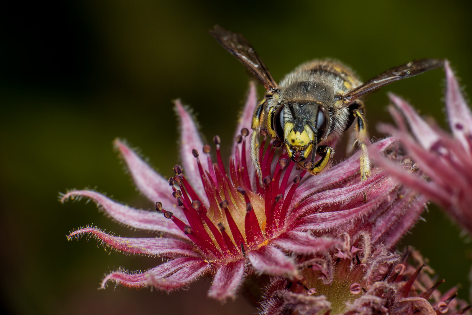 Raynox Insect Wallpaper : macro, canon5dmkii, canonef100mmf28usmmacro ...