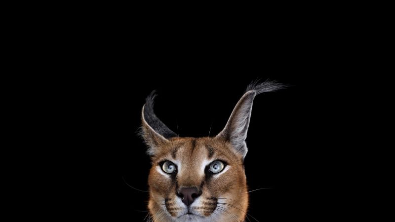 kissa, yksinkertaista taustaa, valokuvaus, poskiparta, nisäkkäät, caracal kissa, yksinkertaista taustaa, valokuvaus, poskiparta, nisäkkäät, caracal