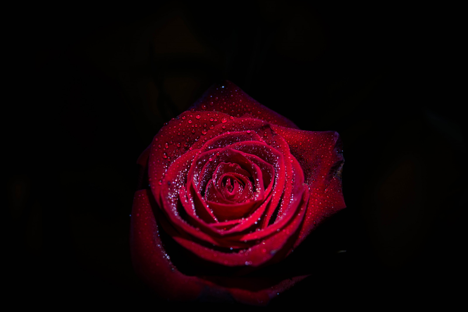 belysning, blomster, rød, roser, blomst, makro, natur, vand, Rose, fotografering, dråber, rojo, Nikon, dag, Indianapolis, indy, indiana, Valentine, valentines, NIKKOR, 105mm, F28G, mygearandme