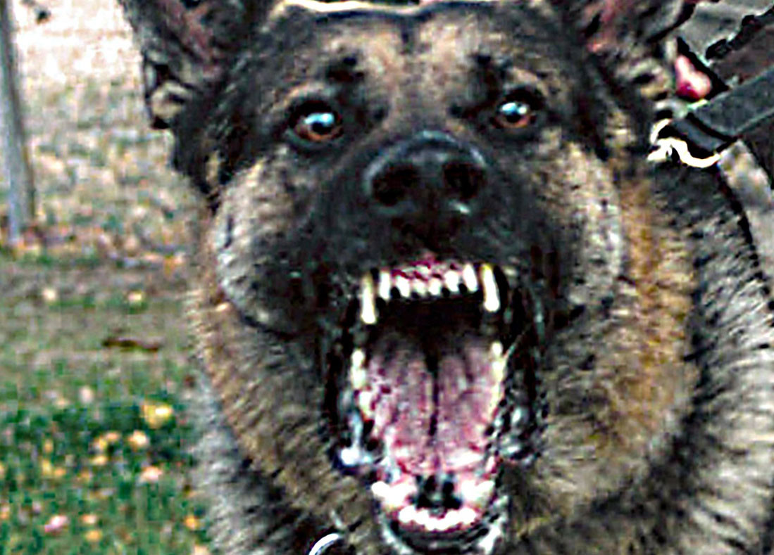 cane, mammifero, vertebrato, cane come mammifero, cane di razza, 1099x789 px, cane bello