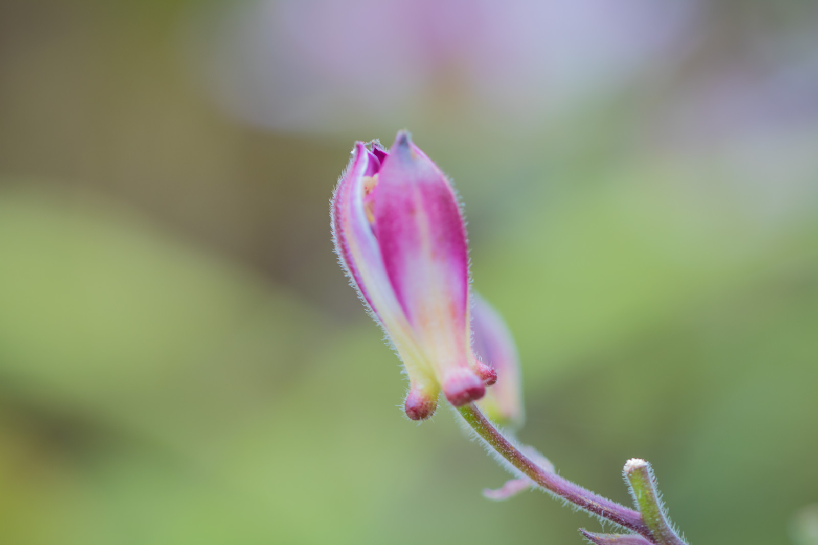 have, natur, parkere, fotografering, grøn, blomst, efterår, blad, blomst, plante, flora, knop, blomma, h st, exif model canoneos760d, geocountry, kamera gør kanon, geocity, kameramodel canoneos760d, geostate, geolocation, exif gøre kanon, exif isospeed 160, exif focallength 100mm, exif linse ef100mmf28lmacroisusm, Alnarp, exif åbningen 28, kronblad, wildflower, botanik, jord plante, blomstrende plante, tæt på, makrofotografering, stængelplante