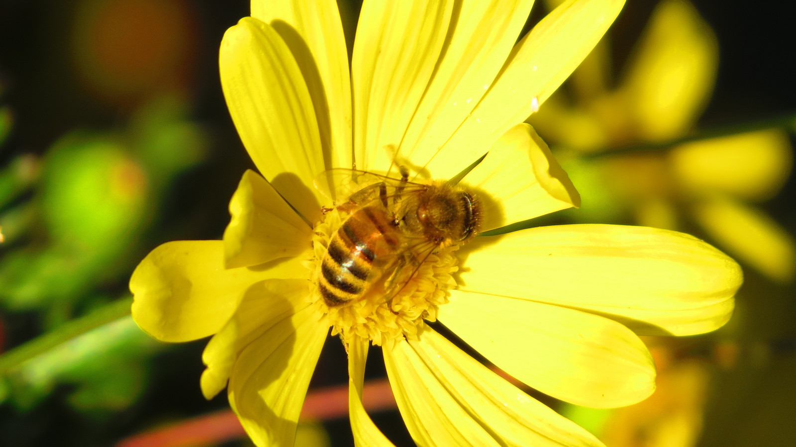 Wallpaper 4000x2248 px, bees, nature, yellow flowers 4000x2248
