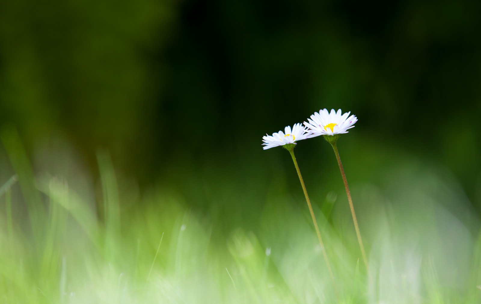 fiore, giardino, bokeh, prato, Margherita, blomma, tr dg rd, bellisperennis, tusensk na, lawndaisy, canoneos5dmarkii, canonef70200mmf28lisiiusm