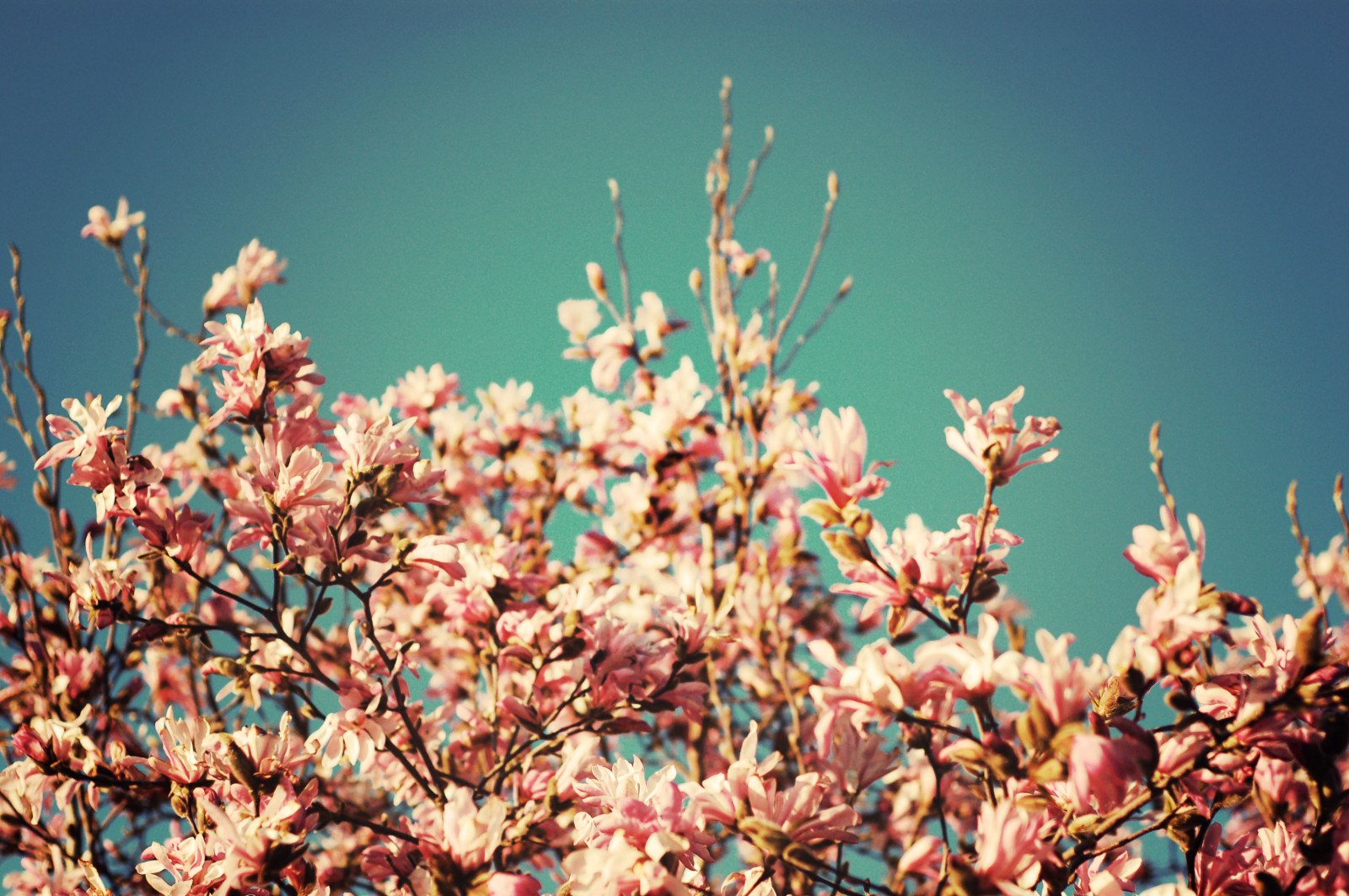 lyserød, blomster, blå, himmel, Sol, hvid, Canada, træ, Vancouver, have, forår, bc, blomst, grene, nikond50, richmond, April, cherryblossom, sakura, forstad, nikkor50mmf18, 2008, kvarter, niftyfifty, sommerligt, lightglazeaction, ummnoidontthinktheseaecherryblossomsbutscrewit