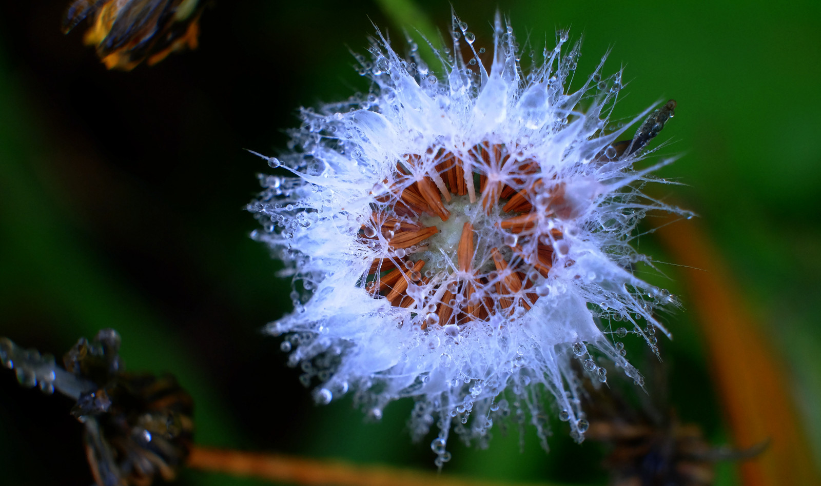 flóra, květ, zblízka, makro fotografie, pampeliška, rostlina, divoká rostlina, voda, jaro, závod stonek, pyl, počítač tapeta