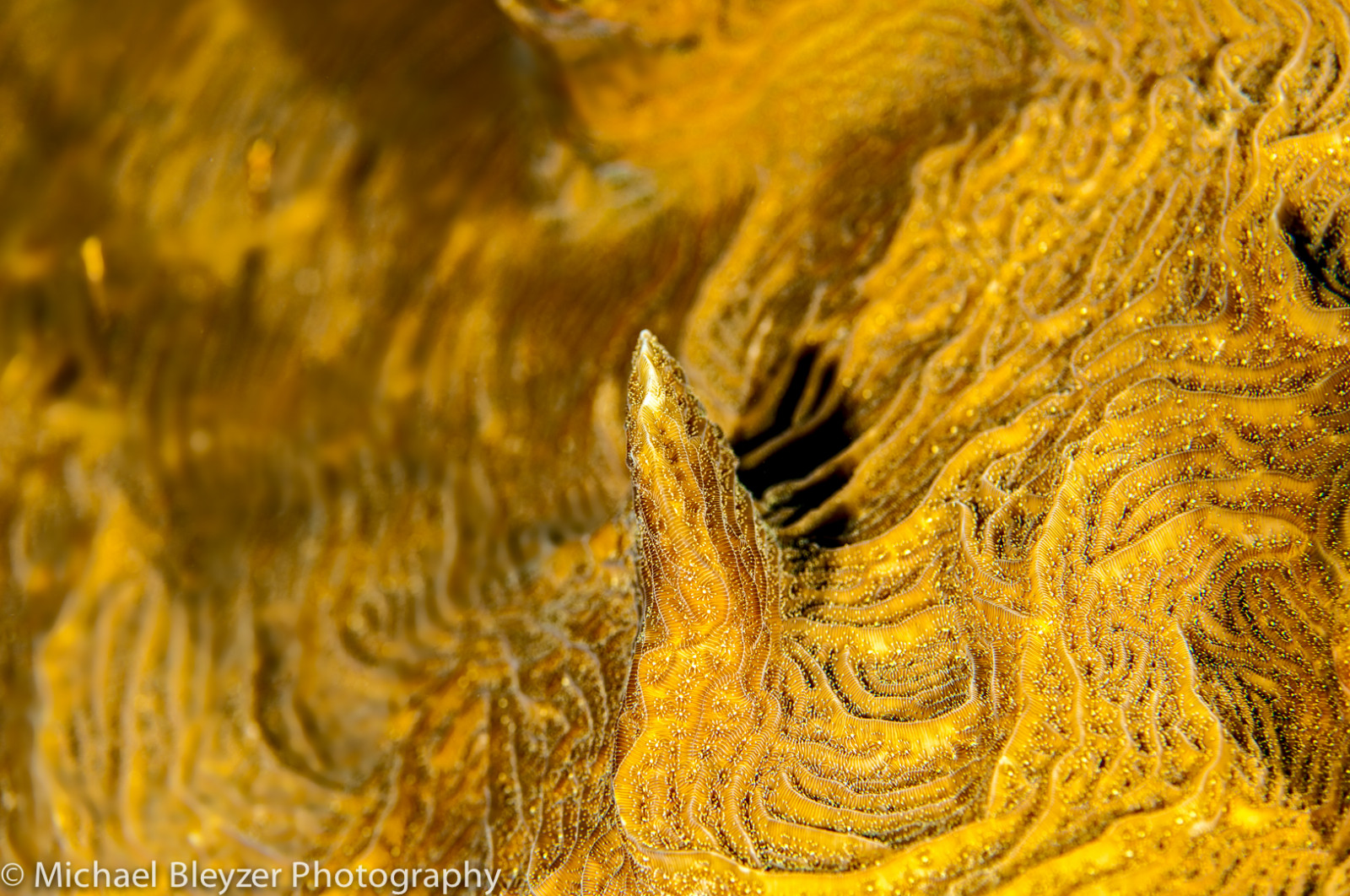 makro, gul, mønster, dyreliv, undervands-, scuba, fauna, computer tapet, tæt på, makrofotografering, græs familie, organisme, UW, cayman, ci, underwaterphotography, caymandiving