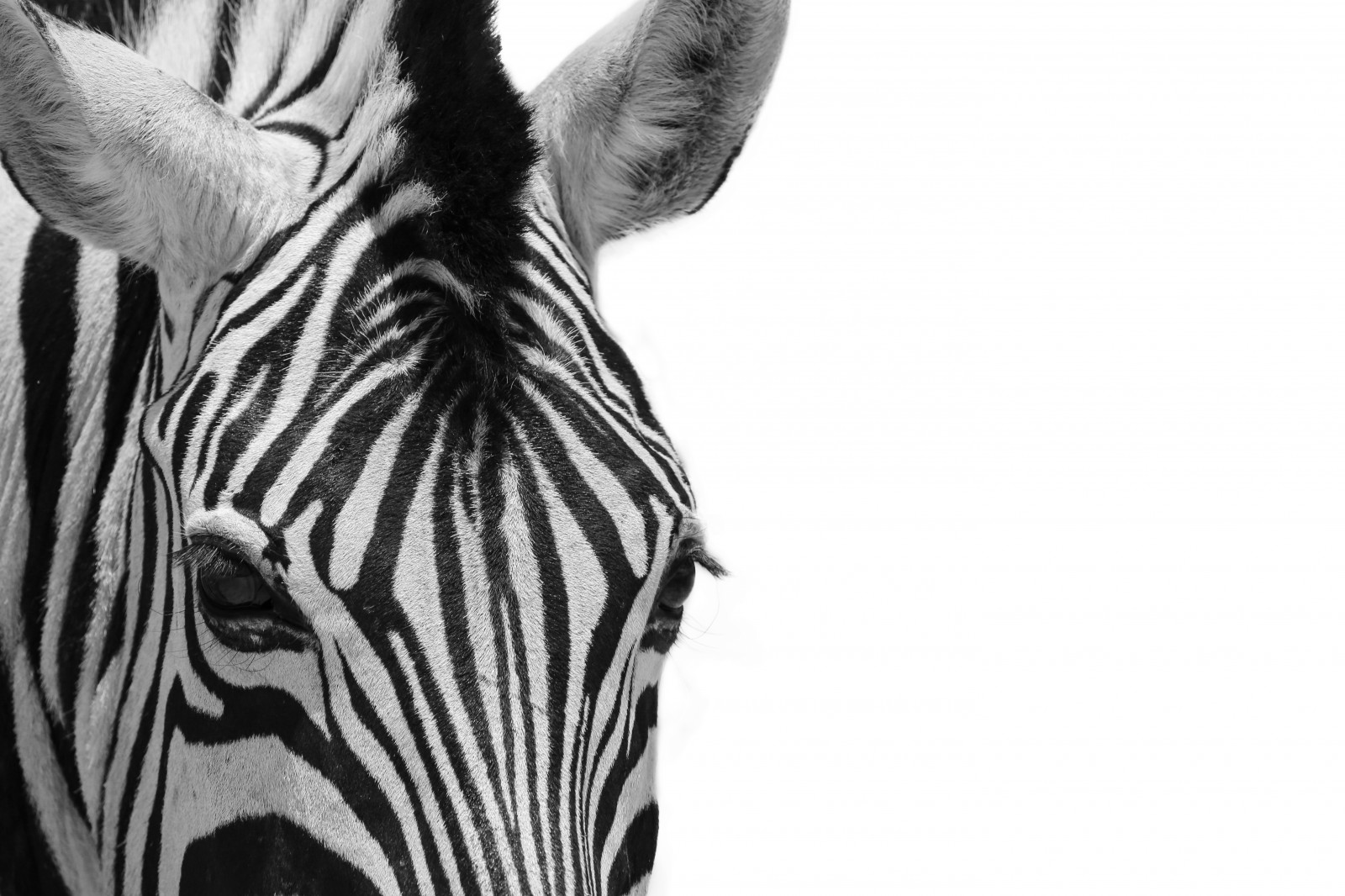 bílý, Černá, černobílý, oči, park, vzor, vlasy, Afrika, divočina, pruhy, oblečení, hlava, uši, Černý a bílý, národní, zvíře, zavřít, nahoru, divoký, zebra, jižní, Safari, savec, popředí, Černý a bílý, monochromatické fotografování, obratlovců, Giraffidae, kůň jako savci, kruger