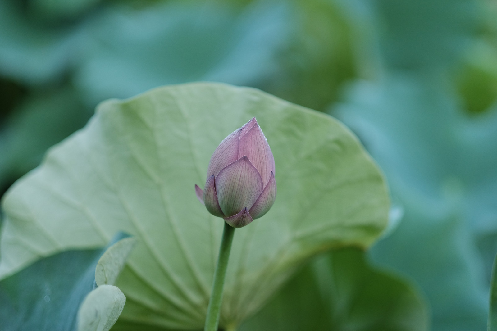 natur, fotografering, grøn, blomst, Tokyo, Lotus, Fujifilm, blad, blomst, plante, flora, knop, fuji, kronblad, Fujinon, classicchrome, Machida, yakushiike, xf56mmf12r, xf56mm, xt1, wildflower, botanik, jord plante, blomstrende plante, tæt på, makrofotografering, stængelplante, vandplanter, hellige lotus, lotus familie