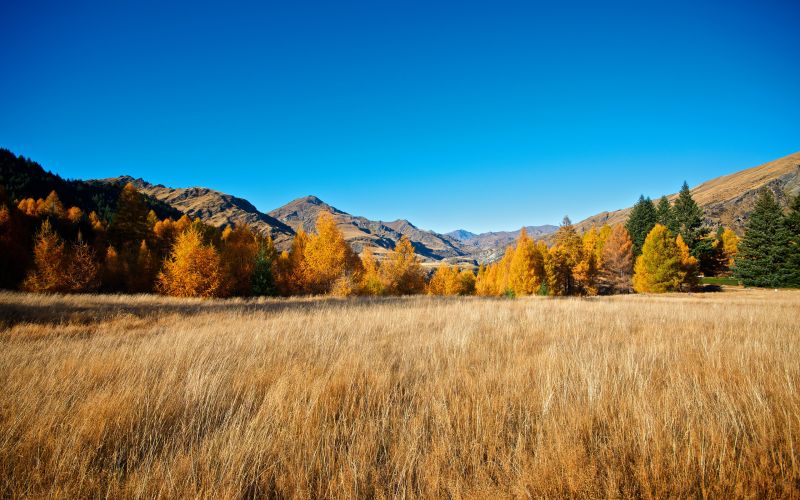 alberi, paesaggio, collina, foresta, tramonto, lago alberi, paesaggio, collina, foresta, tramonto, lago
