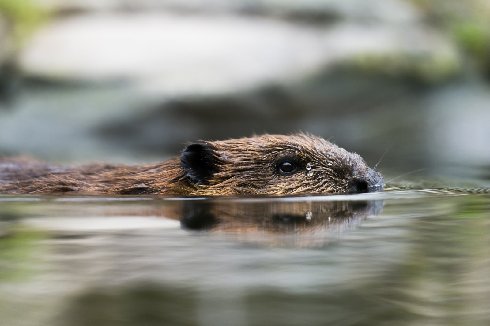 zvěř, voda, Volně žijících živočichů, kníry, savci, hlodavec, vydra, fauna, savec, 2048x1365 px, čenich, organismus, bobr, Mustelidae, ondatra, terrestrial animal