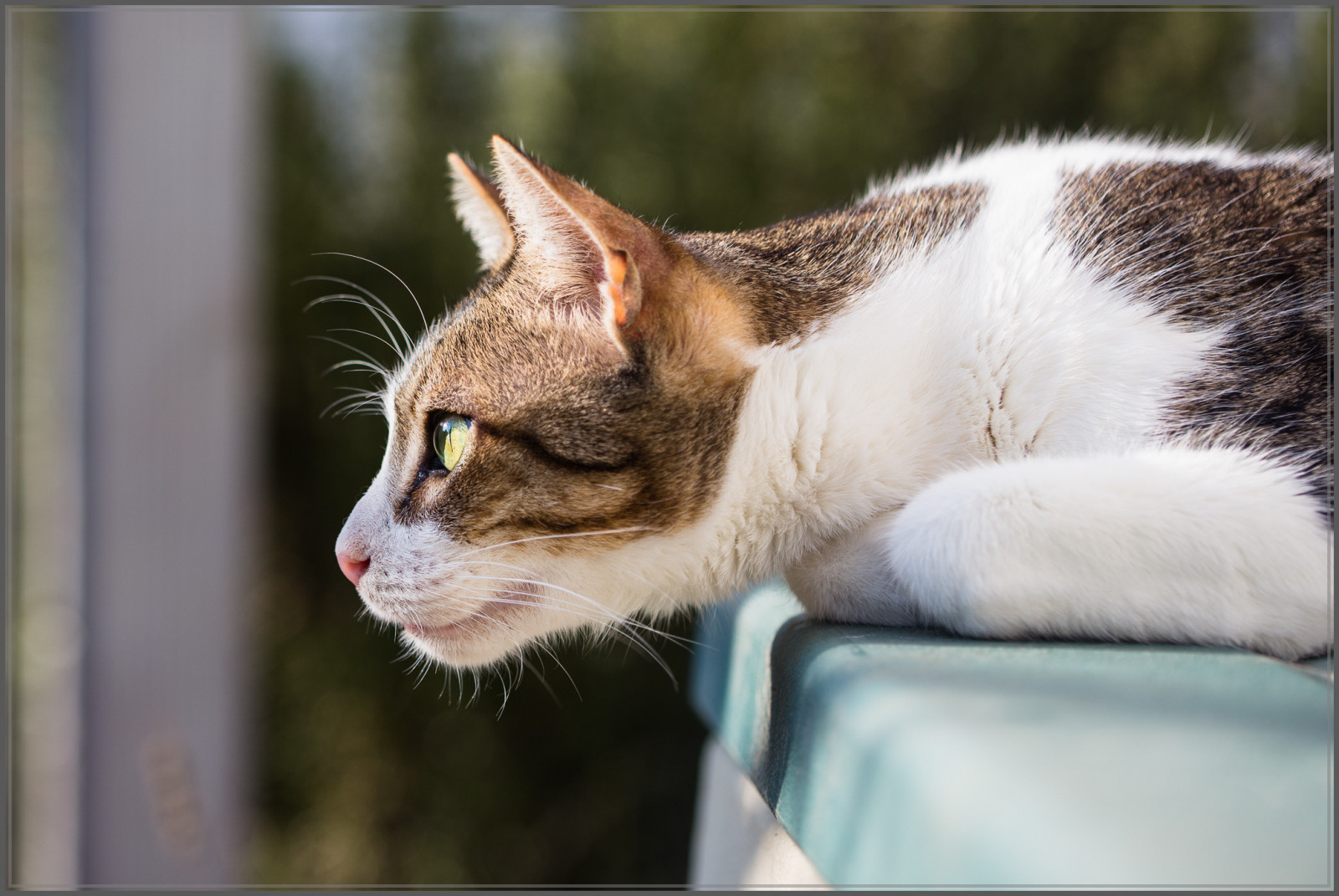 gato, tigre, animais selvagens, pele, Bigodes, olho, gatinho, De, Deutschland, fauna, Gato como mamífero, focinho, Pequenos a médios gatos, Gato de cabelos curtos doméstico, malhado, Europeu, shorthair, Bruno, Badenwurttemberg, Ebersbachanderfils, aegean cat
