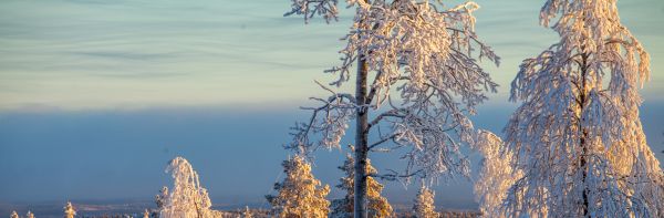 sunlight,trees,landscape,white,sunset,hill