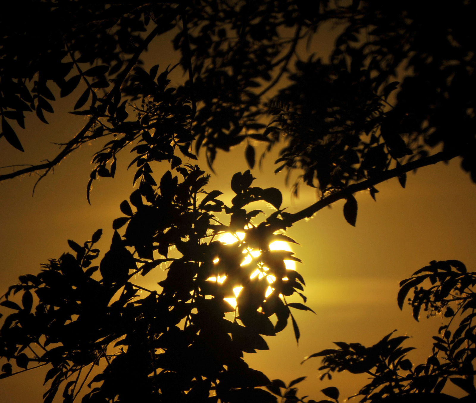 sollys, solnedgang, nat, natur, afspejling, himmel, silhuet, afdeling, gul, aften, morgen, Sol, guld, Sol, 2012, lys, træ, efterår, skygger, blad, blomst, plante, solskin, sol, mørke, natureza, thegalaxy, luz, calor, vedplante, outono, quartasunset, sunsetwednesday, astrorei