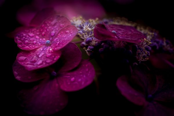rain, purple, Japan, red, photography, macro
