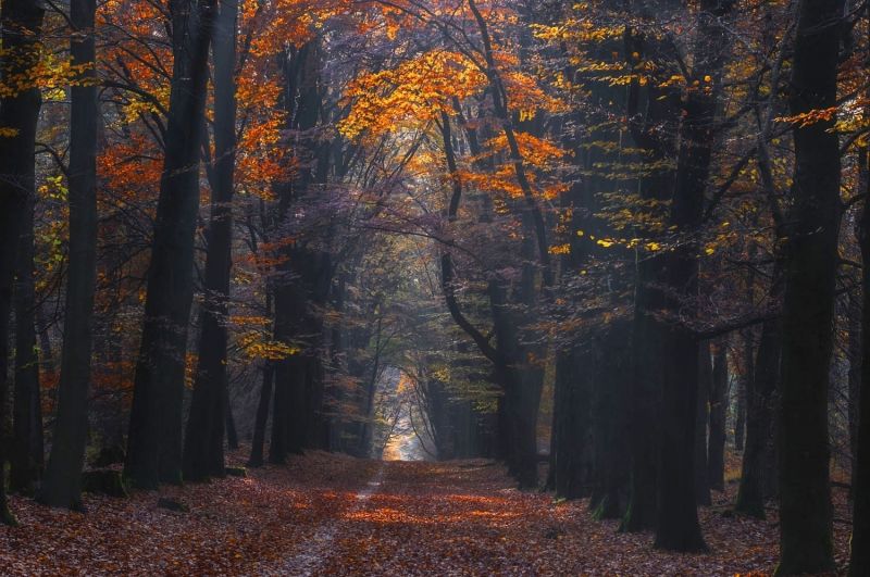 1500x996 px, podzim, les, krajina, listy, Příroda 1500x996 px, podzim, les, krajina, listy, Příroda