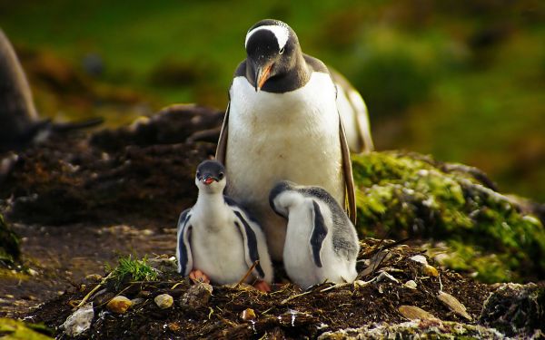 pinguïn,gras,wandelen,jong