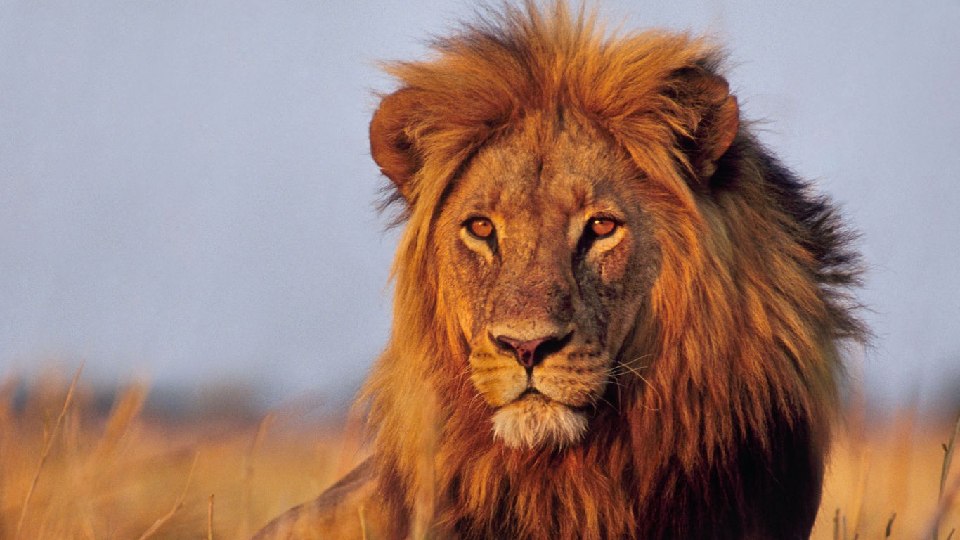 Sfondi Animali Leone Natura Grandi Gatti Barba Ruggito Safari 
