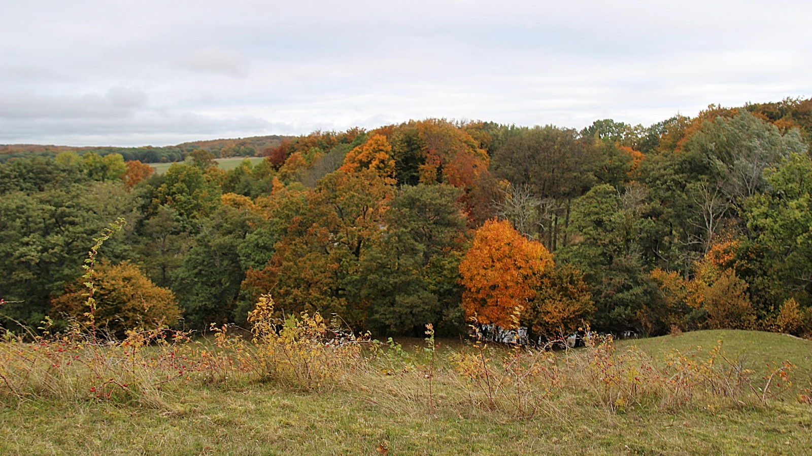 stromy, krajina, les, kopec, Příroda, tráva, divočina, strom, podzim, list, hora, rostlina, sezóna, les, pastvina, sterlen, attackfoto, hav ng, attackfoto2, louka, zálesí, prérie, venkov, místo výskytu, přírodní prostředí, dřevina, ekosystém, biome, keř