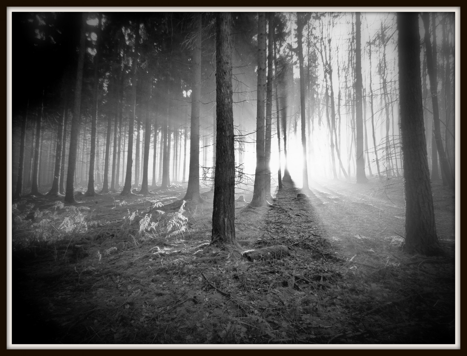 slunečnímu záření, krajina, les, podzim, Černá, černobílý, Příroda, nebe, fotografování, dřevo, větev, ráno, mlha, kouzlo, slunce, atmosféra, prach, UMĚNÍ, světlo, strom, podzim, mlha, tělesné, elitegalleryaoi, tma, SW, tvořivý, magický, bestcapturesaoi, momentka, zálesí, Černý a bílý, monochromatické fotografování, dřevina, kufr, zátiší fotografování, jev, NPP, Onberberg, stock photography, spruce fir forest