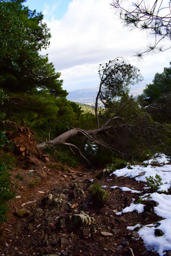 mountains,snow,trees