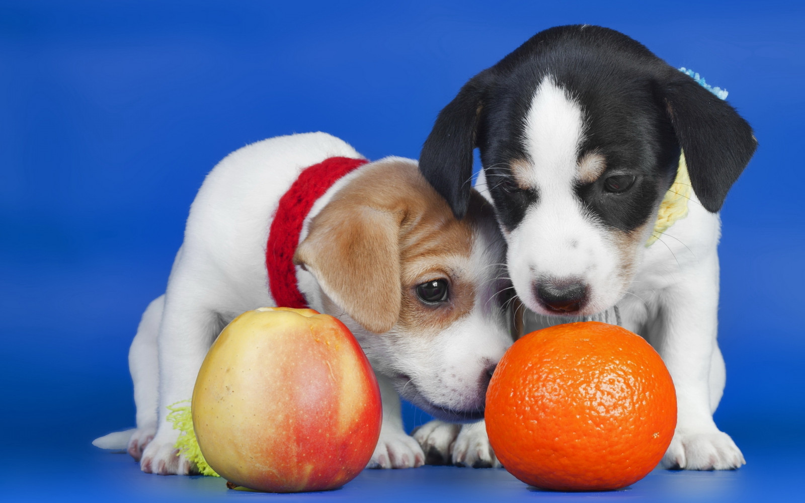 Wallpaper dogs, puppies, orange, apple 2560x1600 1039520 HD