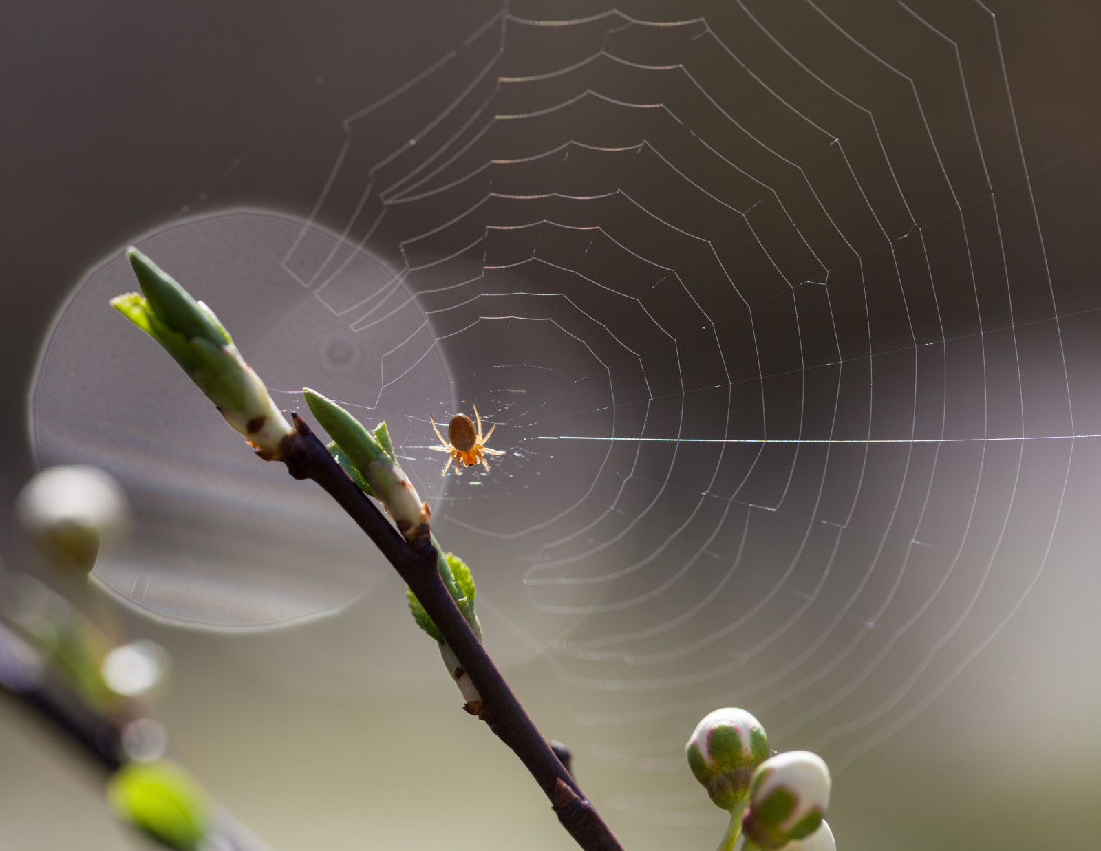 aranha, Primavera, Flor, Bokeh, teia de aranha, flor, Flor de cerejeira, Árvore de cereja