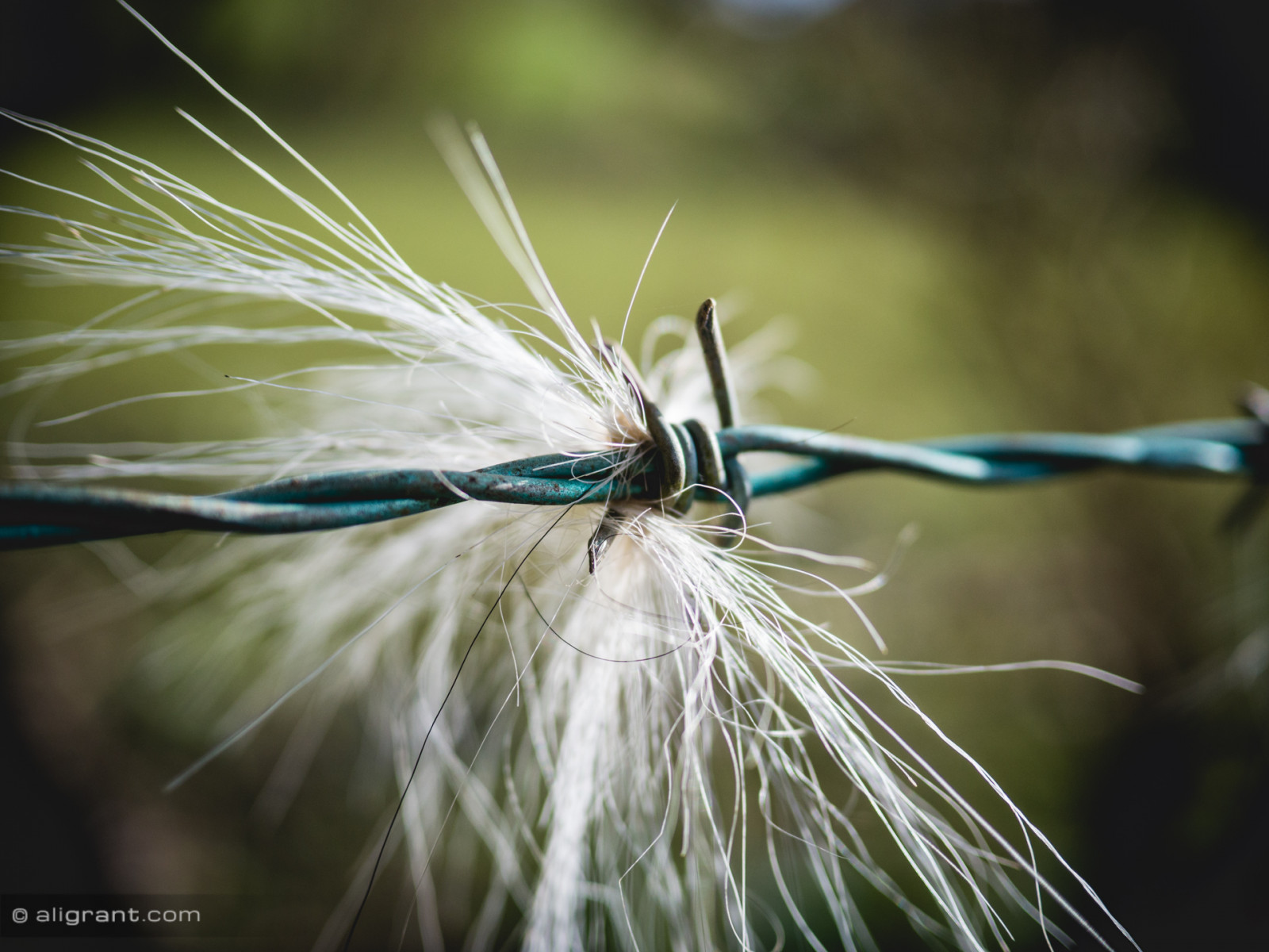 hvid, natur, hest, græs, tæt på, insekt, grøn, metal, hår, hegn, Solrig, tråd, dagslys, Flyve, skarp, flugt, Panasonic, G5, barbed, dOF, uden for, Lumix, øjebliksbillede, raynox, brokeh, skadedyr, tæt på, makrofotografering, græs familie, hvirvelløse, organisme, snare, dcr150, artificial fly