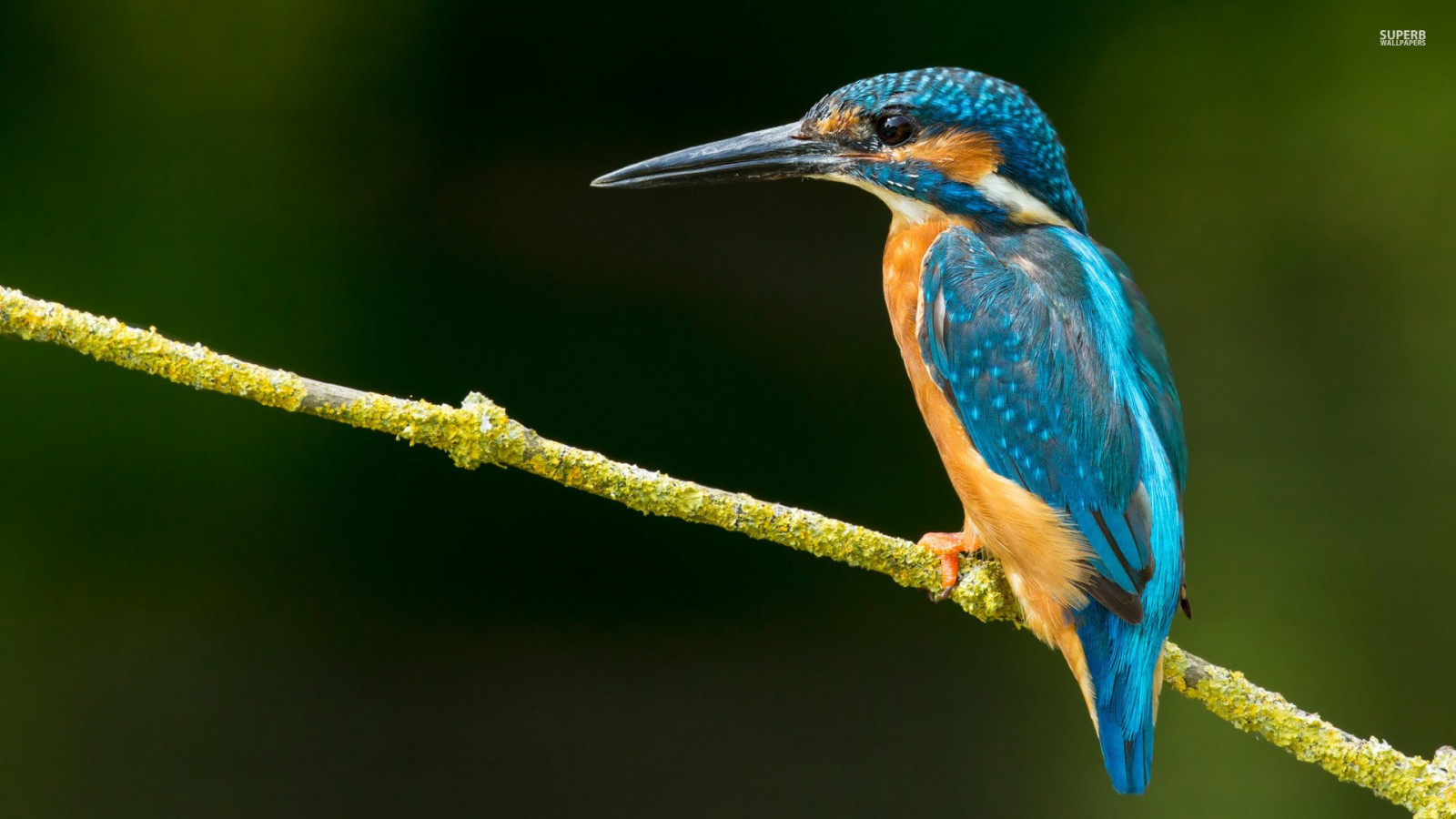 ptactvo, Příroda, větev, zelená, Volně žijících živočichů, ledňáček, větvičky, zobák, pták, kolibřík, křídlo, fauna, váleček, prohlížení pták, obratlovců, zblízka, CORACIIFORMES, včelí jedlík